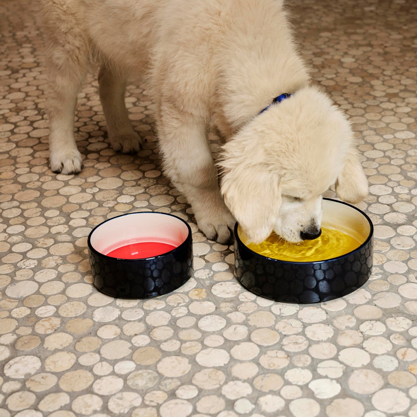 HAY Dogs Bowl Hunde Fressnapf L large gelb blau